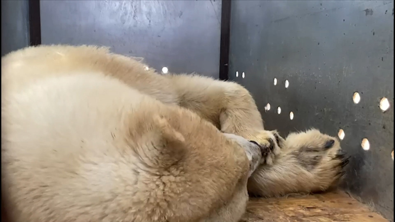 Минобороны России оказало помощь Русскому географическому обществу в транспортировке нуждающегося в спасении белого медведя из Якутии в Москву
