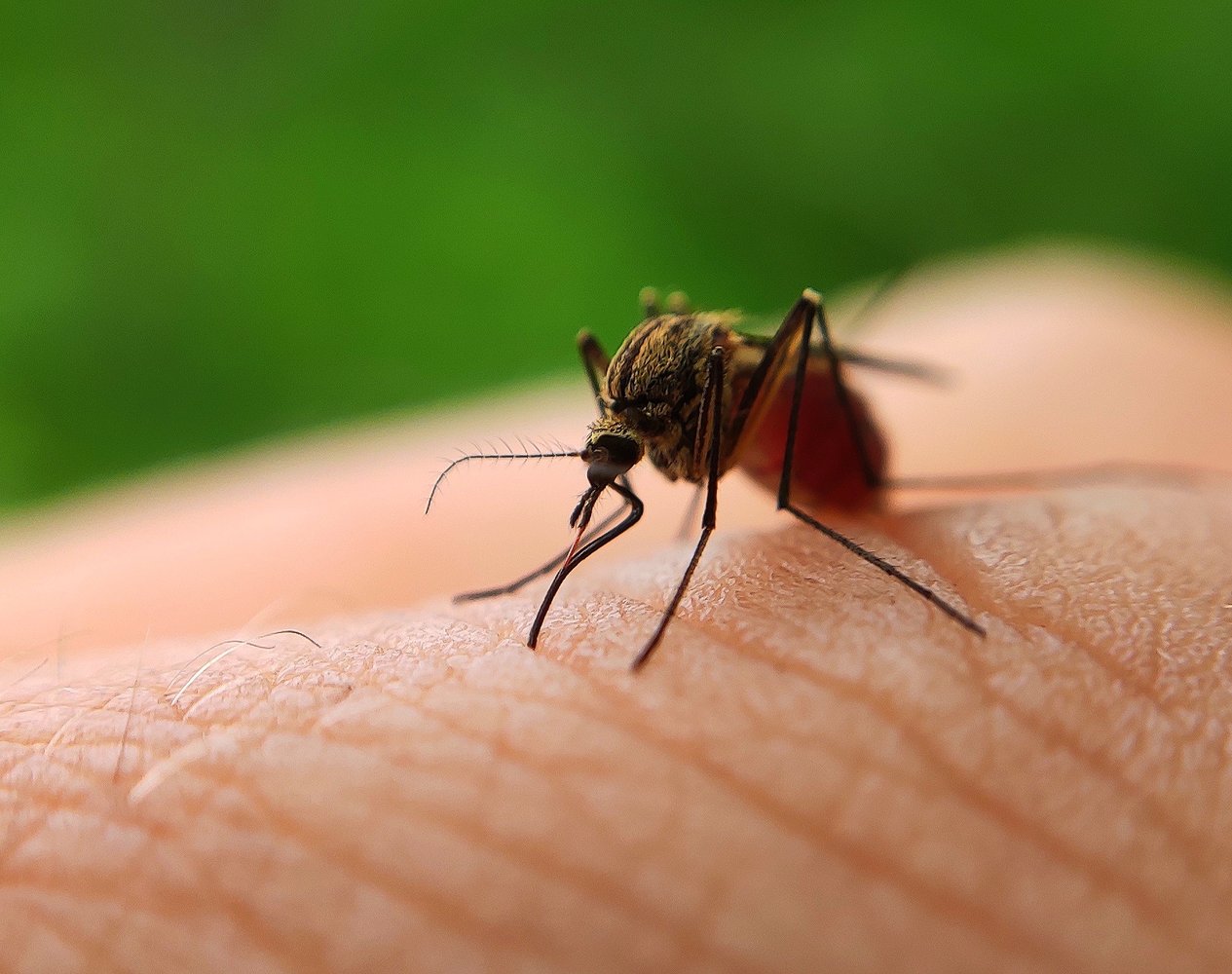 Как бороться с комарами? Отвечает биолог